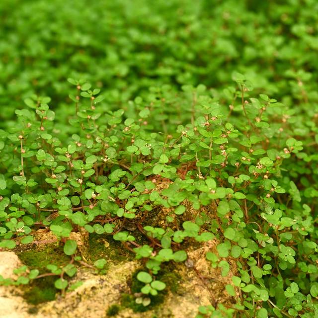 Helxine verte - Soleirolia soleirolii (Krzysztof Ziarnek, Kenraiz / wikimedia.org)