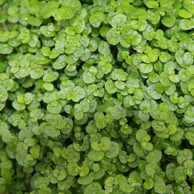 Helxine verte - Soleirolia soleirolii (David J. Stang / wikimedia.org)