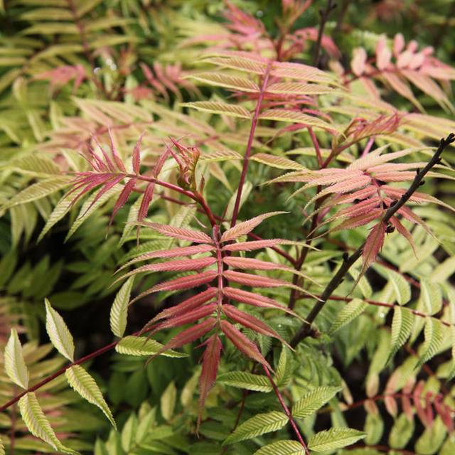 Sorbaria sorbifolia 'Sem' (Globe Planter)