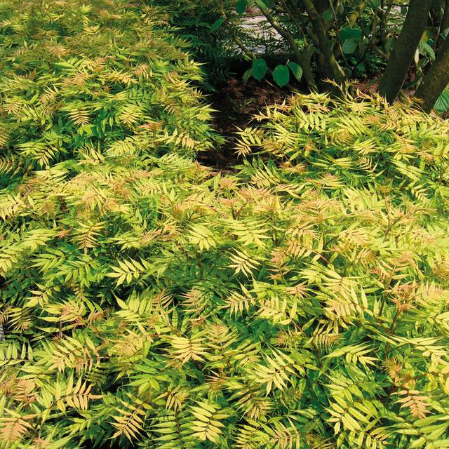 Sorbaria sorbifolia 'Sem' (Globe Planter)