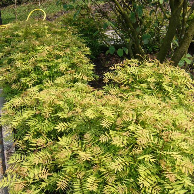 Sorbaria sorbifolia 'Sem'