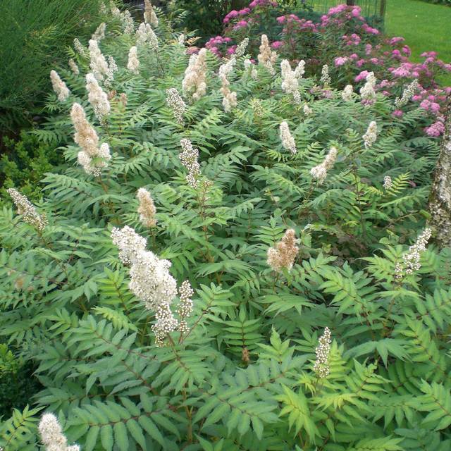 Sorbaria sorbifolia 'Sem' (Globe Planter)