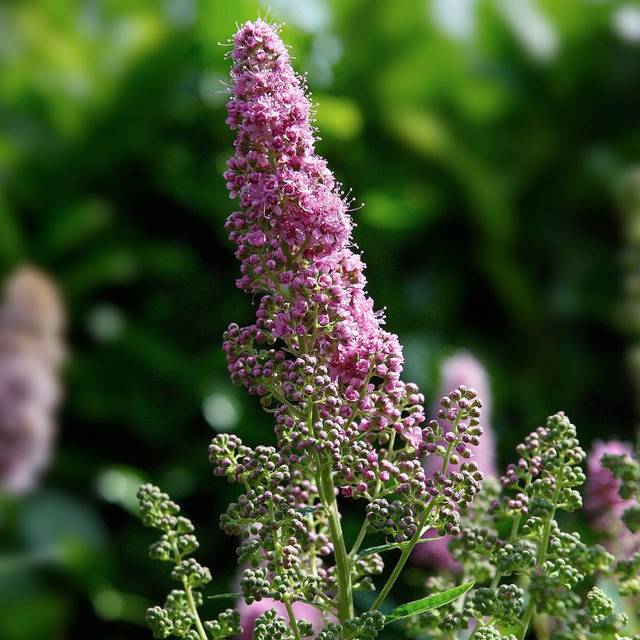 Spiraea billiardii -  Spirée hybride de Billiard (Wouter Hagens / wikimedia.org)