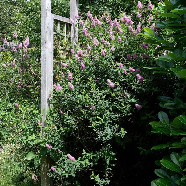 Spiraea billiardii -  Spirée hybride de Billiard (Wouter Hagens / wikimedia.org)