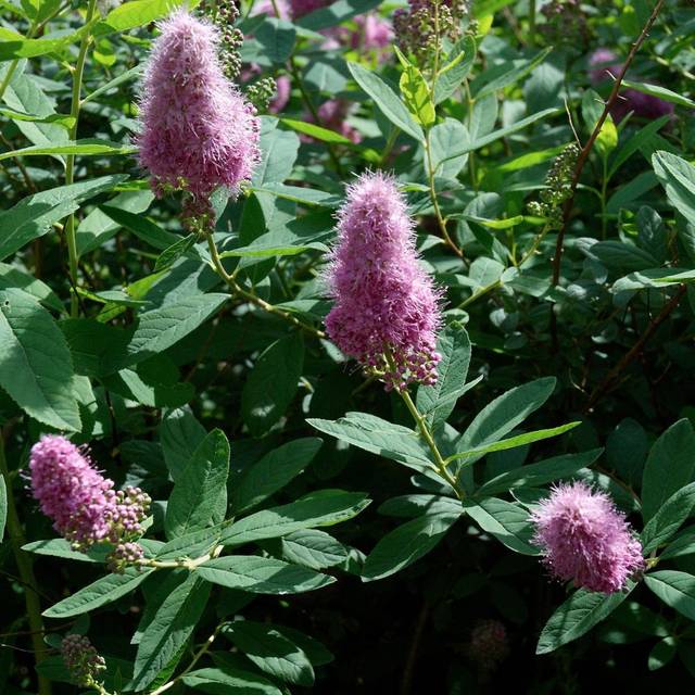 Spiraea billiardii -  Spirée hybride de Billiard (Wouter Hagens / wikimedia.org)
