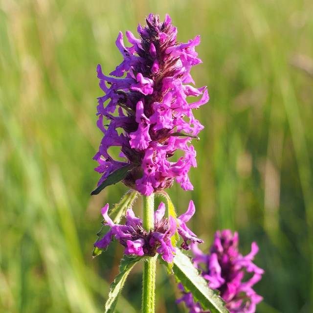 Bétoine - Stachys officinalis (Agnieszka Kwiecie?, Nova / wikimedia.org)