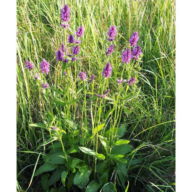 Bétoine - Stachys officinalis (Agnieszka Kwiecie?, Nova / wikimedia.org)