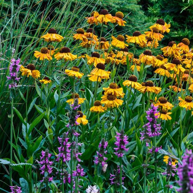 Bétoine - Stachys officinalis (Dominicus Johannes Bergsma / wikimedia.org)