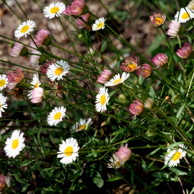 Vergerette - Erigeron karvinskianus (m. m. v.)