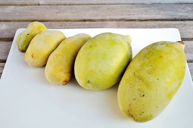 Fruits d'asiminier à maturité