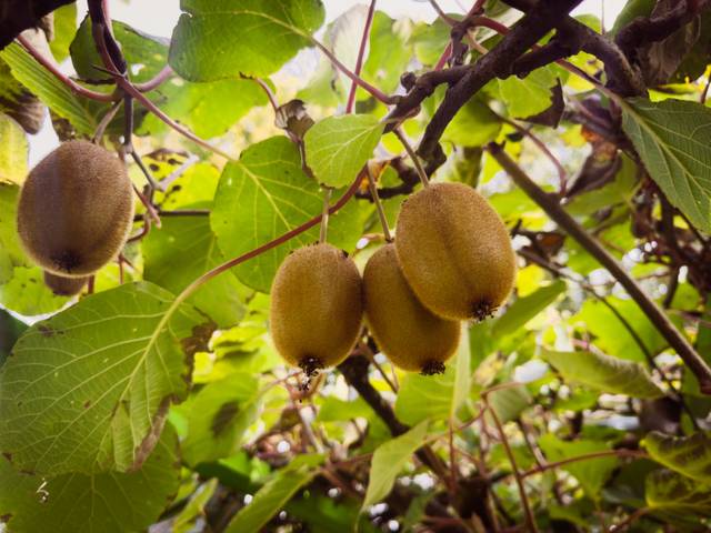 Kiwis suspendus dans les branches