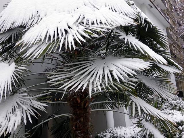 Palmes de Trachycarpus sous la neige