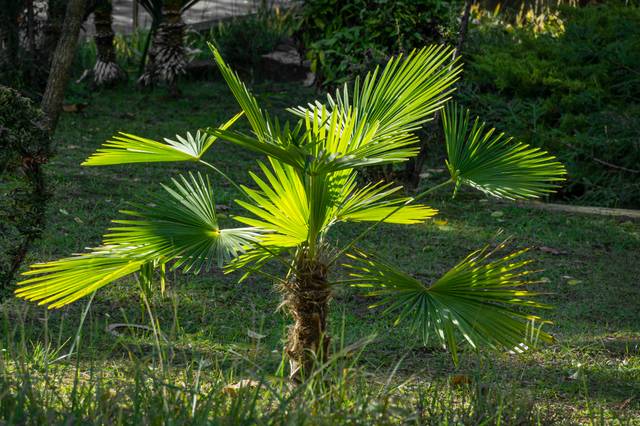 Jeune palmier chanvre (Trachycarpus fortunei)