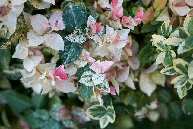 Trachelospermum jasminoides tricolor 