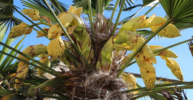 Fleurs de Trachycarpus