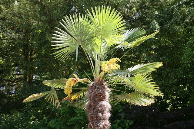 Trachycarpus fortunei