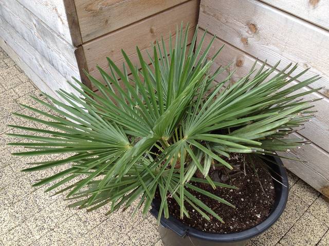 Trachycarpus nanus