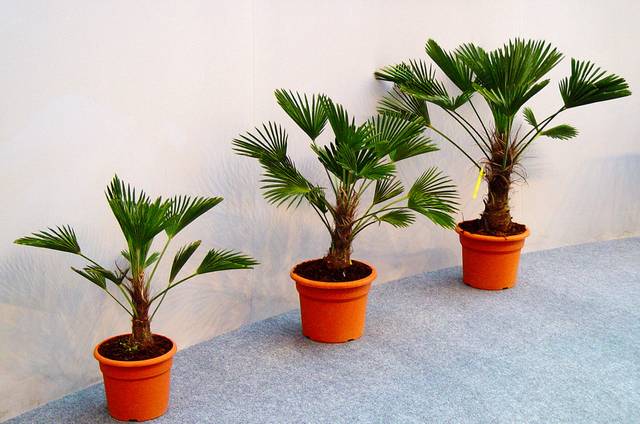 Trachycarpus wagnerianus
