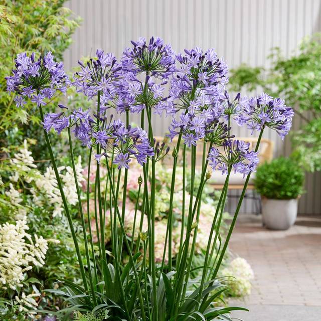 Agapanthe POPPIN' STAR - Agapanthus  (Globe Planter)