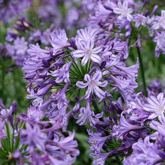 Agapanthe POPPIN' STAR - Agapanthus (Globe Planter)