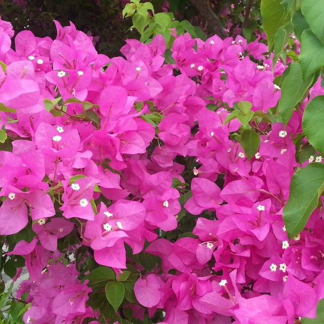 Bougainvillea glabra 'Sanderiana' (Jnzl's Photos / flickr.com)