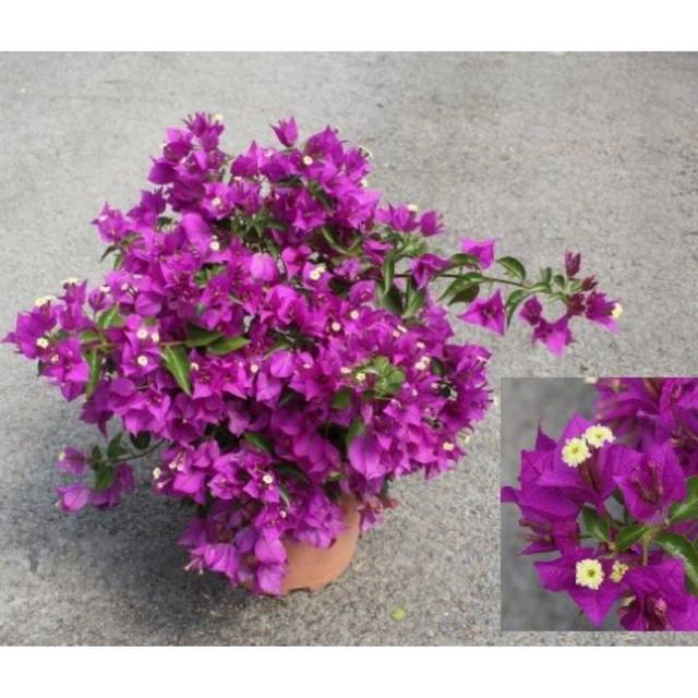 Bougainvillier Sanderiana - pot de 5 litres