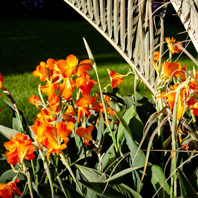 Canna à fleurs orange (Charles Tilford / flickr.com)