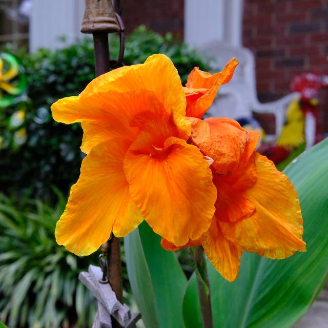 Canna à fleurs orange (Gene Ellison / flickr.com)