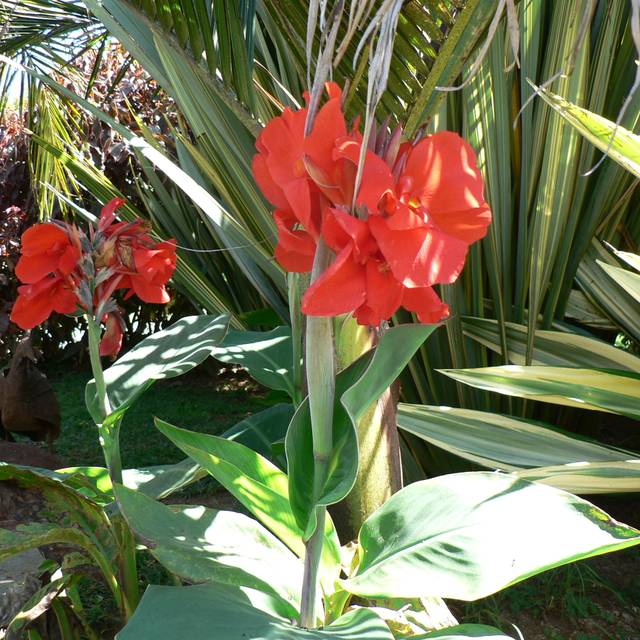 Canna à fleurs rouges (Mara 1 / flickr.com)