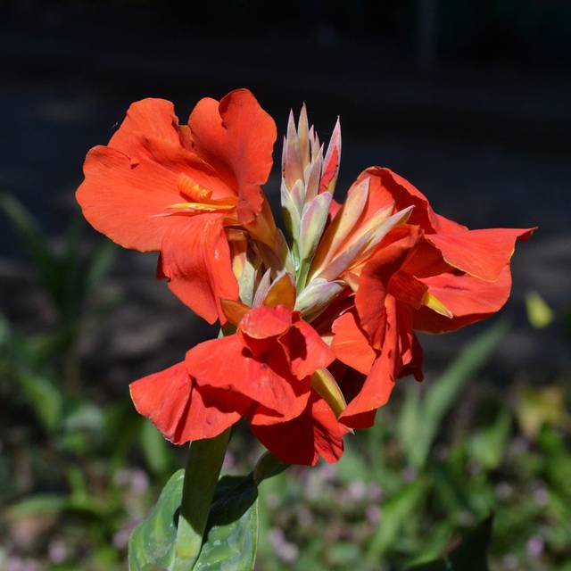 Canna à fleurs rouges (Tracie Hall / flickr.com)
