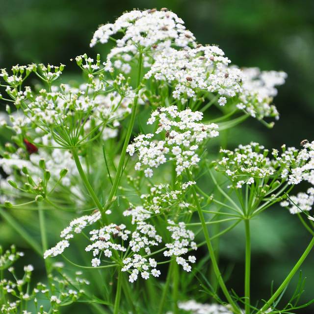 Cumin des prés (Carum carvi) en fleurs (Robert Biedermann / adobe.com)