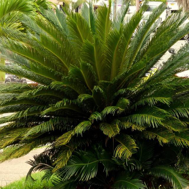 Cycas du Japon - Cycas revoluta (Alejandro Bayer Tamayo / wikimedia.org)