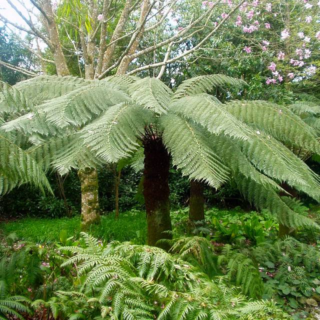 Fougère arborescente - Dicksonia antartica (Tim Green / flickr.com)