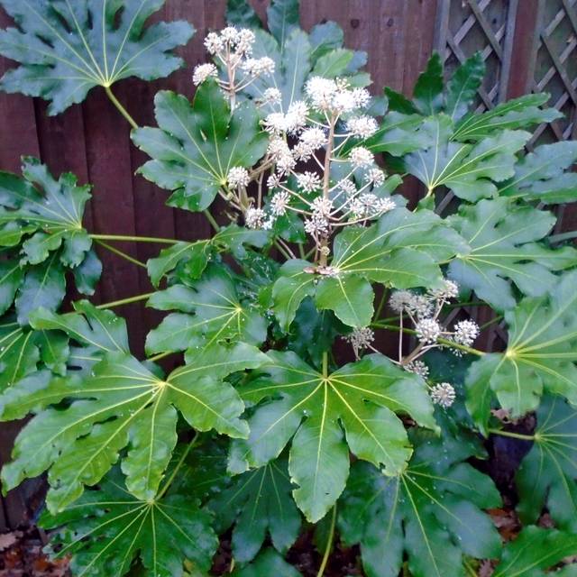Aralia du Japon - Fatsia japonica (Orengi Harvey / wikimedia.org)