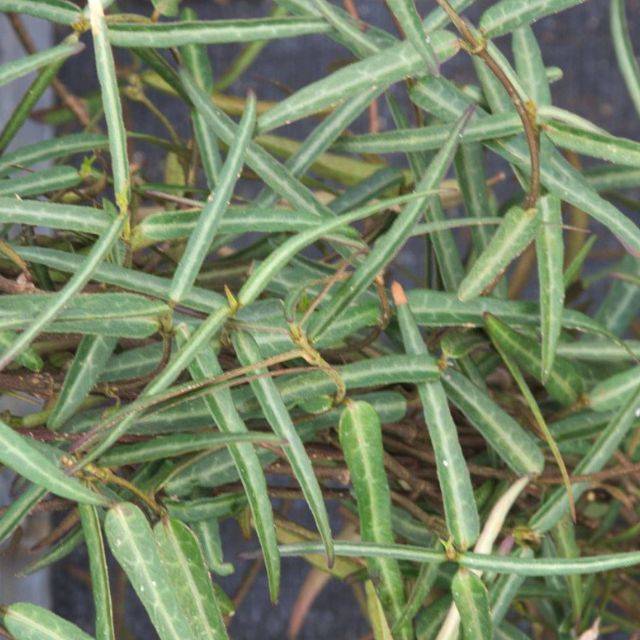 Jasmin étoilé Theta (Trachelospermum asiaticum) (D.R. / ©Pépinières Travers)