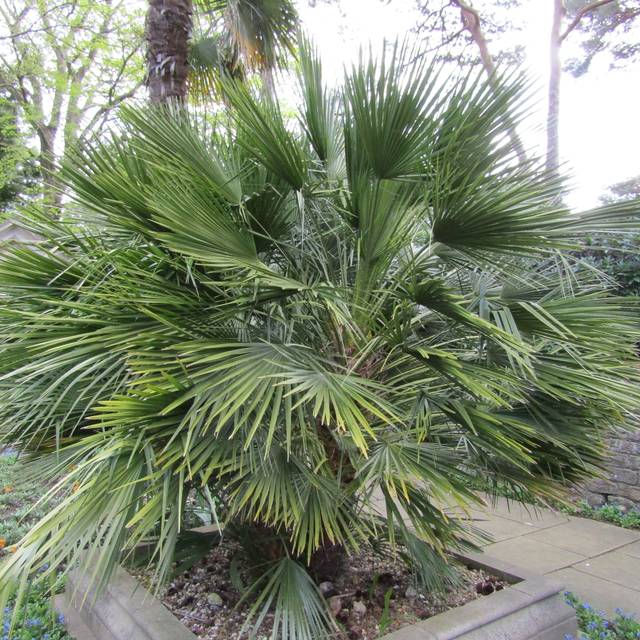 Palmier nain - Chamaerops humilis ( Leonora (Ellie) Enking / flickr.com)
