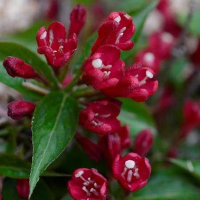 Weigélia All Summer Red (Weigela) (Bert Verhoef)