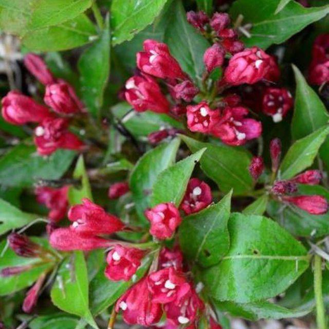 Weigélia All Summer Red (Weigela) (Bert Verhoef)