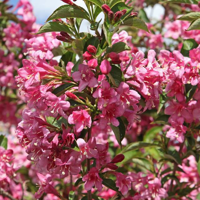 Weigélia Stelzneri (Weigela) (hcast / stock.adobe.com)