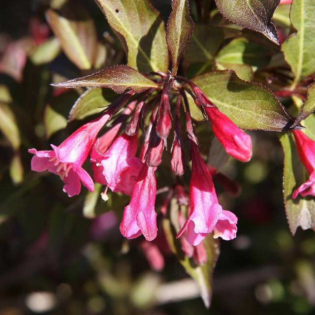 Weigélia Alexandra - Weigela florida (David J. Stang / wikimedia.org)