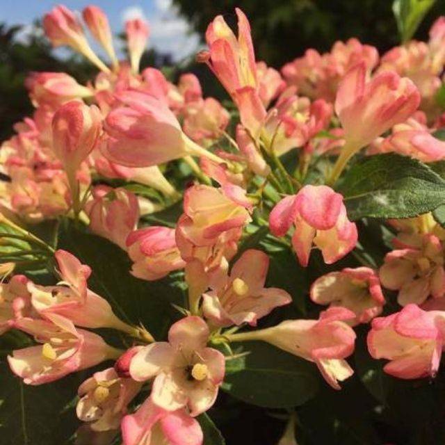 Weigélia nain All Summer Peach (Weigela)  (VIP for plants)