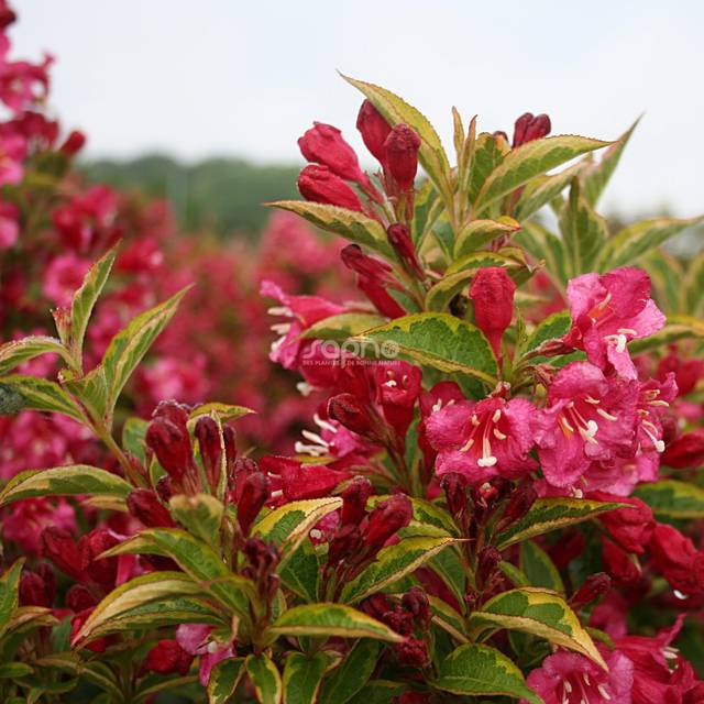 Weigélia Brigela MOULIN ROUGE (Weigela) (Sapho)