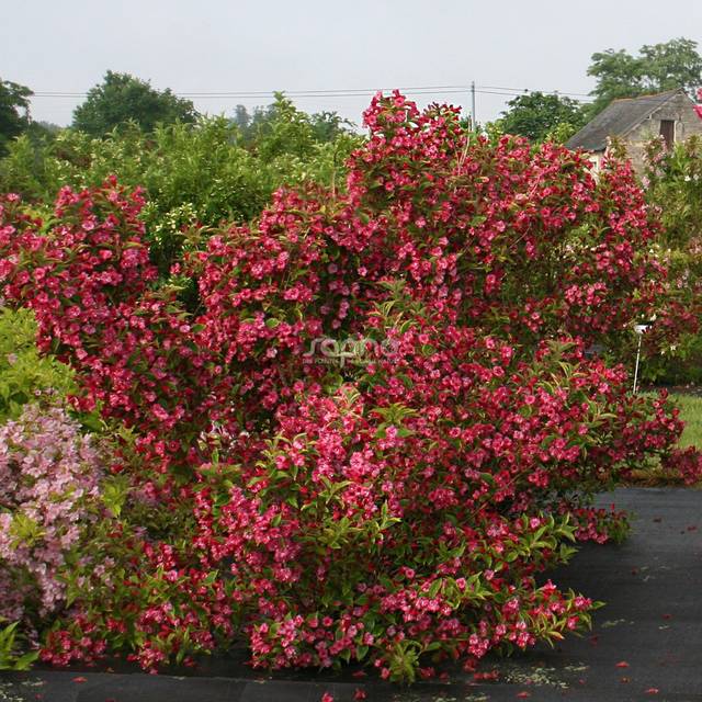 Weigélia Brigela MOULIN ROUGE (Weigela) (Sapho)