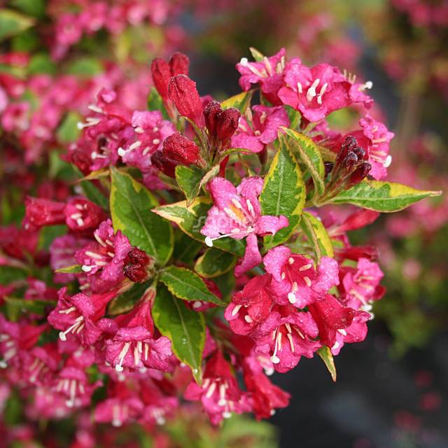 Weigélia Brigela MOULIN ROUGE (Weigela) (Sapho)