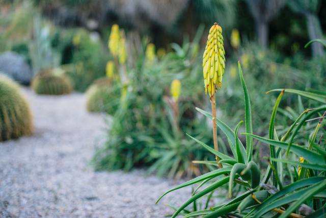 Aloe striatula dans un jardin de graviers (jardin sec)