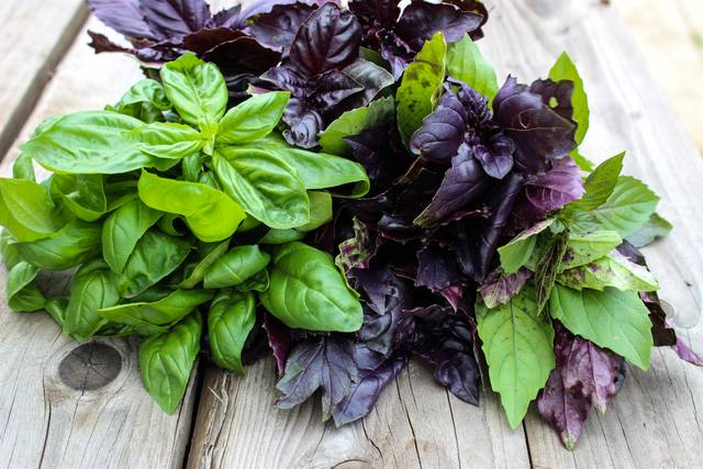 Basilic : de nombreuses variétés à découvrir