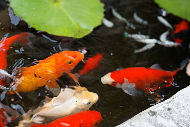Bassins de poisson : carpes koïs (les moustachus) et comètes