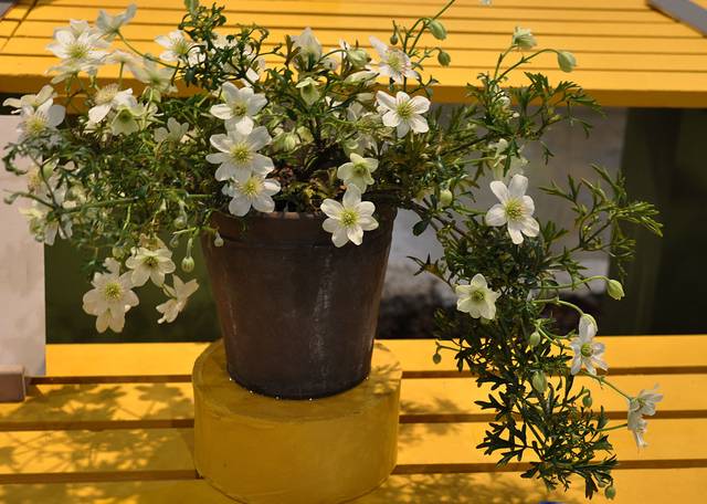 Clematis x cartmanii 'Joe'