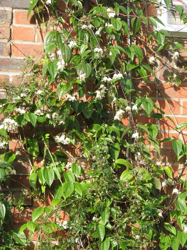 Clematis urophylla habillant un mur