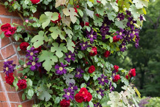 Roses rouges et clématites violettes poussant au milieu d'une vigne d'ornement